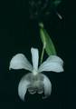 Laelia speciosa alba * Laelia speciosa alba 


Nombre común: Flor de mayo, Flor de Corpus, Itzmacua 

Características distintivas: Planta epífita pequeña, de hasta 25 cm de alto, con pseudobulbos de hasta 5 cm, con una o raras veces dos hojas erectas, carnosas, verde con tono rojizo en ocasiones. Produce de una a cuatro flores grandes, de hasta 15 cm de diámetro, normalmente de color magenta con labelo blanco rayado de magenta, pero que pueden llegar a ser blancas o muy pálidas en muy raros casos (formas albas y semialbas respectivamente) por desórdenes genéticos. 

Hábitat: Encinares secos. 

Distribución: Durango, Zacatecas, Aguascalientes, Jalisco, Guanajuato, Michoacán, Querétaro, Hidalgo, San Luis Potosí y Tamaulipas. Endémica de México. 

Restricciones: Especie amenazada por la colecta y venta ilegal  por los que cada año se cortan y matan varios millones de estas plantas que sólo habitan en México. 

Cultivo: En un tronco no resinoso, (jacaranda, frutales, encino, palo dulce). Riego dos veces por semana, luz brillante (nunca sol directo), temperatura moderada, humedad ambiental moderada y fertilizante foliar muy diluído (1 cucharadita por 4 litros de agua) cada 15 días. Dejar descansar a la planta disminuyendo los riegos entre diciembre y mayo. 

Época de floración: Primavera, especialmente mayo y junio. 

Rodrigo Remolina
 * 533 x 763 * (44KB)