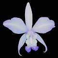 Laelia speciosa f. semialba * Laelia speciosa f. semialba es una variante de color ms claro de esta especie tpicamente mexicana, que actualmente est en riesgo de desaparecer por la colecta excesiva para el comercio ilegal de que es objeto en los meses de mayo a julio. Evite su desaparicin comprando orqudeas nicamente a cultivadores autorizados.
  Rodrigo Remolina

 * 999 x 996 * (64KB)