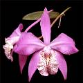 Laelia speciosa * Laelia speciosa

Nombre común:  Flor de Mayo

Características distintivas: Pseudobulbos en forma de ovoide o esférica, 1-2 hojas por pseudobulbo, inflorescencia terminal de 15–30 cm. de largo con 2 o 3 flores de gran tamaño de color rosa violáceo, labelo blanco ornamentado en los márgenes con líneas y puntos magenta. 

Hábitat:  Hierba epífita que crece principalmente en  bosques de encino secos (Quercus deserticola).
Distribución: 	Se distribuye en varios estados de la República Mexicana (Michoacán, Querétaro, Guanajuato, Tamaulipas, a una altura aproximada de 1300 msnm. 

Restricciones:	La subespecie dowsonii está protegida en México por la NOM-059-SEMARNAT-2001.

Cultivo: Es una planta de cultivo difícil fuera de su rango de distribución, requiere ser montada sobre troncos o placas de corcho, es estrictamente necesario brindarle una periodo de descanso  invernal, reduciendo los riegos y evitando la fertilización. Requiere de climas templados a fríos, puede tolerar temperaturas de 0° C. Regar abundantemente en verano.

Época de floración: Primavera.


Omar Eduardo Rocha * 959 x 961 * (117KB)