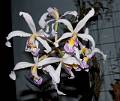 Laelia superbiens albescens * Laelia superbiens var. albescens Cultivo: Antonio Espinosa Olmedo.Foto: Eduardo Prez Garca * 945 x 797 * (110KB)