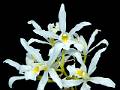 Laelia superbiens f. alba * Eduardo Prez Garca * 999 x 752 * (439KB)