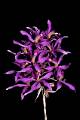 Laelia superbiens * Laelia superbiensEduardo Luna Ayala * 532 x 800 * (139KB)