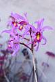Laelia superbiens, Lindl. 1840 * Laelia superbiens, Lindl. 1840 
(Schomburgkia superbiens (Lindl.) Rolfe 1917)
Imagen: Javier Manzola Cruz


Laelia (L.) superbiens es una orqudea epfita que se encuentra en bosques abiertos de
encinos con pinos y arboles tropicales deciduos, o en bosques de pino-encino-liquidmbar
en Nicaragua, Honduras, Guatemala y Mxico en un rango altitudinal entre los 1,000 a
1,500 m.s.n.m.
L. superbiens es una planta de crecimiento simpodial con pseudobulbos fusiformes,
elongados y 2 a 3 hojas apicales que florece de finales de Noviembre hasta Marzo en una
inflorescencia apical, que surge del pseudobulbo maduro, de entre 1 a 2 m de largo, con
un racimo que lleva de 5 a 12 flores ligeramente fragantes de 9.5 a 18 cm de dimetro. En
la forma tipo, las flores tienen spalos y ptalos con mrgenes ondulados de color rosa-
lila. El labelo, uno de sus atributos ms destacados, tiene lbulos laterales amarillos con
mrgenes rosa-lila rayados de color prpura a violeta. El lbulo medio es de color rosa-lila
o magenta, con crestas del callo de color amarillo y venas de color prpura. L. superbiens
vara en forma y tamao, y existen formas hortcolas alba, semialba y coerulea.
Existen tres cultivares de L. superbiens que, por sus caractersticas sobresalientes, fueron
merecedores de reconocimiento por la Asociacin Mexicana de Orquideologa (AMO): L.
superbiens ?Zelia? medalla de Oro (MO)/AMO otorgada en 2003, L. superbiens Medalla de
bronce (MB)/AMO otorgada en 2010 y L. superbiens f. semialba medalla de plata
(MP)/AMO otorgada en 2018.
En cultivo, L. superbiens requiere de condiciones clidas a intermedias. Sus necesidades
lumnicas estn entre 2,500 a 3,500 fotocandelas, acompaada de una excelente
ventilacin. Se pueden cultivar montadas en troncos, canastas o macetas. Los riegos
deben ser frecuentes durante la poca de crecimiento (dejando secar el sustrato en el
caso de que se cultiven en macetas) y riegos diarios si estn montadas en troncos. Se debe
proporcionar un perodo de reposo invernal donde los riegos deben reducirse hasta
mediados de la primavera. La humedad ambiental debe estar en valores intermedios a
altos. La fertilizacin puede hacerse semanalmente con un fertilizante balanceado durante
la poca de crecimiento y detenerse en los meses fros o periodo de reposo invernal. * 202 x 300 * (32KB)