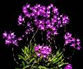 Laelia_gouldiana * Laelia gouldiana Rchb. f.
Por Eduardo A. Prez Garca
Facultad de Ciencias, UNAM.

El otoo no sera el mismo en estas latitudes sin la floracin de las Laelias mexicanas. Una de las primeras en florecer en el ao es tambin una de las ms espectaculares: la enigmtica Laelia gouldiana. 
Esta Laelia se caracteriza por el color muy oscuro de sus segmentos florales y por el ancho de sus ptalos. La forma casi erecta de sus hojas y lo alargado de los pseudobulbos son tambin muy distintivos de esta especie. Las flores son de tamao considerable de unos 6.5-7.5 cm de dimetro y el aroma que producen durante el da es bastante agradable. Las inflorescencias son de alrededor de 70-80 cm de largo y cada una produce de 4 a 8 flores, aunque a veces llegan a producir hasta 12.
            El misterio que acompaa a L. gouldiana viene desde que se descubri. En algn momento se consider un hbrido natural entre L. autumnalis y L. anceps; sin embargo, ese hbrido (L. Autoanceps) se ha realizado varias veces y nunca ha salido algo parecido a L. gouldiana. Porqu pensar que esta especie puede ser un hbrido? Bueno, la respuesta tiene que ver en que nunca se han encontrado plantas creciendo de forma silvestre en la naturaleza, y debido a que existe muy poca variacin floral en esta especie. Tambin, L. gouldiana es muy difcil de cruzar con sigo misma, y casi no produce cpsulas frtiles. De hecho, casi todos las plantas que se conocen de L. gouldina parecen ser de no ms de unos cinco clones.
            Esta especie es estrictamente endmica de la Sierra Madre Oriental. La L. gouldiana slo se ha encontrado creciendo en los mezquites y en las cercas de roca de las casas del Valle de Metztitln, en el estado de Hidalgo. Ah se pueden observar plantas enormes, y los pobladores del lugar las cuidan y las propagan muy eficientemente. En algunas casas de esa regin tambin se cultiva Laelia anceps, aunque en menor medida. La barranca de Metztitln es famosa por ser una zona semirida, con cactceas columnares imponentes, y donde la lluvia media anual no rebasa los 500 mm al ao. Considerando esta precipitacin y la altitud a la que crece esta especie, entre 1,200 a 1,500 m s.n.m., es notorio que habita en un clima verdaderamente seco. Las condiciones de su hbitat la hacen una planta de fcil cultivo en el altiplano mexicano, ya que tolera el fro y la baja humedad atmosfrica. El cultivo de L. gouldiana es sencillo, en un maceta con medio muy poroso o preferentemente en huacal (cesto de madera), en un pedazo de corteza gruesa, o en troncos. Les gusta la luz intensa, y de vez en cuando algo de fertilizante foliar. Estas plantas llegan a producir varios frentes de crecimiento al ao, por lo que en relativamente poco tiempo se pueden producir plantas grandes y espectaculares.
            Yo no soy muy partidario de la preservacin fuera de los ambientes naturales (conservacin ex situ), pero este es un caso en donde se puede observar que esto no es tan malo. Imaginemos un campesino que se lleva a casa un pedazo de una planta de esta especie, seguramente porque no era algo muy comn en su entorno, y la planta sobrevive y crece. Debido a que esa planta ha llegado hasta nuestros das, seguramente pensaremos que la colecta de la planta original haya sido hace unos cuantos aos, pero lo ms probable es que esto haya ocurrido en el Valle de Metztitn hace varios cientos de aos atrs, no exagerara al decir que incluso este tiempo puede sobrepasar los mil aos. Probablemente, Laelia gouldiana se extingui en su estado silvestre de manera natural hace algunos cientos de aos, quiz por efecto del cambio climtico que ocurri al concluir la ltima etapa glacial. Si este el caso, hay muy poco que se pueda hacer para regresar a L. gouldiana a su estado silvestre. Por lo tanto, ahora slo nos queda cuidarla en casa y evitar que otras especies se extingan por efecto del cambio climtico que nosotros estamos ocasionando.
 * 1000 x 830 * (762KB)