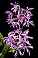 Laelia superbiens * Laelia superbiens Lindl.
En latn, superbiens significa sublime o superior. Esta raz etimolgica no pudo ser ms precisa para nombrar a una de las Laelia ms espectaculares que existen. Laelia superbiens es una de las especies que poseen las flores ms grandes (de 12 a 18 cm de dimetro) y ms distintivas dentro del gnero. Adems, el callo del labelo presenta unas quillas (laminas) amarillas, con el margen crenado, que las hace muy particulares. La venas de color oscuro de la garganta del labelo son otro de los rasgos ms llamativos esta especie.
Cada una de las flores es muy llamativa, pero gran parte del atractivo de esta especie es su inflorescencia. Las inflorescencias llegan a medir ms de 120 cm de largo, pueden presentar hasta 12 flores. Las flores son de color lila plido, aunque existe algo de variacin al respecto; por ejemplo, la forma ?quesneliana? tiene flores de color ms oscuro, pero no parece corresponder a una verdadera subespecie o variedad taxonmica. Las formas albas son raras, al menos en Mxico, y slo se conoce un clon de una impresionante forma semialba, de Chiapas.
Las flores presentan los ptalos algo retorcidos, junto con la forma de los pseudobulbos, la forma de la inflorescencia, y el colorido de las brcteas florales, las hace recordar mucho al gnero Schomburgkia; de hecho esta especie es muy conocida con S. superbiens (Lindl.) Rolfe. No obstante, ciertos atributos moleculares las emparentan ms con Laelia rubescens y L. anceps que con las verdaderas Schomburgkia.
L. superbiens es nativa de Mxico (del estado de Chiapas), Guatemala, Honduras y Nicaragua. En estado silvestre crece entre 1,000 y 2,000 m de altitud, en bosques de encino (Quercus), bosques de encino-pino-Liquidambar, e incluso en el bosque tropical caducifolio. Su floracin es hacia finales del invierno (de noviembre a marzo). Por ello, uno de los nombres comunes de esta especie es ?flor de La Candelaria? por presentar flores para el 2 de febrero. En la regin de Comitn, Chiapas, tambin se le conoce como ?tanal?, al parecer en lengua tzeltal (una forma de la lengua Maya).
Las plantas de Laelia superbiens son muy grandes, pues los pseudobulbos llegan a medir hasta 40 cm de largo y 4.5 cm de grosor. Este es uno de los inconvenientes para el cultivo de esta especie, pues ocupa un gran espacio, y cuando florecen aun ms. Los cultivadores mencionan que cuando se cultivan de manera horizontal las plantas tienden a ser ms compactas, y tienden a formar ms frentes de crecimiento que cuando se colocan en tablas o troncos de manera vertical. Su cultivo es similar al de Laelia anceps, en cuanto a temperatura y luz, ya que en estado silvestre es posible encontrarlas creciendo una junto a la otra especie.
En una localidad del estado de Chiapas pude ver una poblacin grande de esta especie. Era un bosque abierto de encino, los cuales eran de tamao pequeo, pero con troncos gruesos y muy ramificados desde una altura baja. Era un sitio con mucho viento. L superbiens creca sobre los encinos junto a L. anceps, Lycaste cruenta, Encyclia celigera y otras especies muy vistosas. Lamentablemente, cuando fuimos al campo las plantas no tenan flores, as que no pudimos ver la variacin natural de L superbiens en su hbitat natural.
Para mayor informacin sobre esta especie se puede consultar el libro de ?Laelias de Mxico?, de Federico Halbinger y Miguel ngel Soto.
 * 660 x 999 * (147KB)