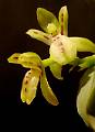 Leochilus scriptus * Eduardo Prez Garca * 722 x 998 * (101KB)