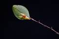 Lepanthes acuminata sub acuminata * Lepanthes acuminata sub. acuminata  
  
Nombre comn: No conocido. 
  
Caractersticas distintivas: Planta muy pequea, epfita de unos 6 cm de alto, con tallos delgados y hojas redondeadas de aproximadamente 2 cm de largo, carnosa y con el envs marcado por rayas de puntos morados. Races delgadas, inflorescencias cortas que no rebasan el largo de la hoja en las que abren flores amarillas con rojo de menos de 1 cm en sucesin por varias semanas.  
  
Hbitat: Bosques mesfilos. 
  
Distribucin: Veracruz, Oaxaca, Puebla y Chiapas; Centroamrica hasta Nicaragua.  
  
Cultivo: En una ramilla delgada de rbol no resinoso, (jacaranda, frutales, encino, palo dulce). Riego diario, luz moderada (nunca sol directo), temperatura moderada a fresca, humedad ambiental alta y fertilizante foliar muy diluido (1 cucharadita por 4 litros de agua) cada 30 das. No resiste perodos largos sin riego. 
  
poca de floracin: Primavera y verano. 

Rodrigo Remolina
 * 968 x 645 * (47KB)