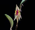 Lepanthes greenwoodii * 
Diederick Antoni * 766 x 665 * (161KB)