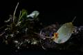 Lepanthes moorei * Lepanthes mooreii 
  
Nombre comn: No conocido. 
  
Caractersticas distintivas: Planta muy pequea, epfita de unos 6 cm de alto, con tallos delgados y hojas redondeadas de aproximadamente 2 cm de largo, carnosa y con el envs morado. Races delgadas, inflorescencias cortas que no rebasan el largo de la hoja en las que abren flores anaranjadas de menos de 1 cm en sucesin por varias semanas.  
  
Hbitat: Bosques mesfilos.  
  
Distribucin: Endmica de Mxico: Oaxaca, Veracruz, Puebla e Hidalgo.  
  
Cultivo: En una ramilla delgada de rbol no resinoso, (jacaranda, frutales, encino, palo dulce). Riego diario, luz moderada (nunca sol directo), temperatura moderada a fresca, humedad ambiental alta y fertilizante foliar muy diluido (1 cucharadita por 4 litros de agua) cada 30 das. No resiste perodos largos sin riego. 
  
poca de floracin: Primavera y verano.
 
Rodrigo Remolina
 * 914 x 609 * (57KB)