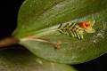 Lepanthes pristidis * 
  Rodrigo Remolina
 * 983 x 653 * (140KB)