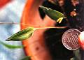 Lepanthes schiedei (comparativo) * Lepanthes schiedeii 
  
Nombre comn: No conocido. 
  
Caractersticas distintivas: Planta muy pequea, epfita de unos 3 cm de alto, con tallos delgados y hojas redondeadas de aproximadamente 1 cm de largo, carnosa y con el envs marcado por puntos morados. Races delgadas, inflorescencias mucho ms largas que las hojas en las que abren flores amarillo con magenta de menos de 1 cm en sucesin por varias semanas.  
  
Hbitat: Bosques mesfilos.  
  
Distribucin: Endmica de Mxico: Veracruz y Puebla.  
  
Restricciones: Especie rara.  
  
Cultivo: En una ramilla delgada de rbol no resinoso, (jacaranda, frutales, encino, palo dulce). Riego diario, luz moderada (nunca sol directo), temperatura moderada a fresca, humedad ambiental alta y fertilizante foliar muy diluido (1 cucharadita por 4 litros de agua) cada 30 das. No resiste perodos largos sin riego. 
  
poca de floracin: Primavera y verano. 

Rodrigo Remolina
 * 901 x 642 * (172KB)