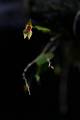 Lepanthes schiedei * Lepanthes schiedeii 
  
Nombre comn: No conocido. 
  
Caractersticas distintivas: Planta muy pequea, epfita de unos 3 cm de alto, con tallos delgados y hojas redondeadas de aproximadamente 1 cm de largo, carnosa y con el envs marcado por puntos morados. Races delgadas, inflorescencias mucho ms largas que las hojas en las que abren flores amarillo con magenta de menos de 1 cm en sucesin por varias semanas.  
  
Hbitat: Bosques mesfilos.  
  
Distribucin: Endmica de Mxico: Veracruz y Puebla.  
  
Restricciones: Especie rara.  
  
Cultivo: En una ramilla delgada de rbol no resinoso, (jacaranda, frutales, encino, palo dulce). Riego diario, luz moderada (nunca sol directo), temperatura moderada a fresca, humedad ambiental alta y fertilizante foliar muy diluido (1 cucharadita por 4 litros de agua) cada 30 das. No resiste perodos largos sin riego. 
  
poca de floracin: Primavera y verano. 

Rodrigo Remolina
 * 645 x 968 * (40KB)