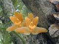 Lycaste  consobrina * Guillermo Quiroga Brahms * 600 x 450 * (43KB)