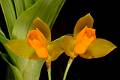 Lycaste aromatica * Eduardo Prez Garca * 1062 x 706 * (87KB)