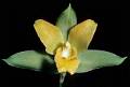 Lycaste cochleata * Eduardo Prez Garca * 919 x 621 * (65KB)