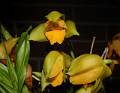 Lycaste consobrina * Lycaste consobrina

Nombre comn: No conocido.

Caractersticas distintivas: Planta mediana, 
epifita o litfita, con pseudobulbos ovoides, arrugados longitudinalmente, 
coronados por pequeas espinas cuando pierden las hojas. Hojas largas, delgadas 
y arqueadas, plisadas longitudinalmente, que en el invierno normalmente se 
pierden. Las flores surgen de la base de los pseudobulbos, en inflorescencias 
individuales pero que pueden llegar a ser varias por cada uno, son de color 
amarillo intenso. 

Hbitat: Selvas tropicales. 

Distribucin: Puebla, Veracruz, Oaxaca y 
Chiapas, Mxico. Guatemala. 

Restricciones: Ninguna.

Cultivo: En macetas con abundante hojarasca 
de encino, no tierra, que permita un adecuado drenaje. Riego dos a tres veces 
por semana, luz moderada (nunca sol directo), temperatura moderada a clida, 
humedad ambiental moderada y fertilizante foliar muy diluido (1 cucharadita por 
4 litros de agua) cada 15 das. Reducir ligeramente el riego en invierno y 
primavera.

poca de floracin: Primavera.

Rodrigo Remolina
 * 980 x 758 * (113KB)