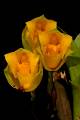 Lycaste crinita 2  * Eduardo Prez Garca * 706 x 1062 * (85KB)