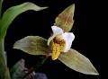 Lycaste deppei * Lycaste deppei 
  
Nombre comn: No conocido. 
  
Caractersticas distintivas: Planta mediana, litfita o epfita de unos 30 cm de alto, con pseudobulbos ovoides algo aplanados, de unos 5 cm de alto, con dos o tres hojas muy flexibles y plisadas longitudinalmente, que se pierden al cabo de uno o dos aos. Produce inflorescencias individuales de la base de los pseudobulbos ms recientes, con flores de hasta 7 cm, con spalos verdes con puntos obscuros y ptalos blancos, labelo amarillo con puntos rojos.  
  
Hbitat: Bosques mesfilos y de pino-encino. 
  
Distribucin: Tamaulipas, Veracruz, Puebla, Oaxaca y Chiapas, Mxico; Guatemala. 
  
Cultivo: En macetas con fibra de Polypodium u hojarasca de encino, no tierra, que permita un adecuado drenaje. Riego dos a tres veces por semana, luz moderada (nunca sol directo), temperatura moderada a fresca, humedad ambiental alta y fertilizante foliar muy diludo (1 cucharadita por 4 litros de agua) cada 15 das. Reducir un poco el riego entre noviembre y mayo permitiendo que las hojas viejas se sequen.  
  
poca de floracin: Primavera.

 Rodrigo Remolina
 * 800 x 584 * (55KB)