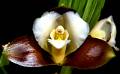 Lycaste dowiana negro EAPG * Lycaste dowiana Endrs ex Rchb. f.

Existen algunos reportes que indican que esta especie vivi en Mxico, en la regin de los Lagos de Montebello, en el estado de Chiapas. Las ltimas localidades donde creca naturalmente se quemaron en los incendios de 1998. Actualmente se puede considerar extinta en Mxico, pues no hay registros cientficos que avalen su existencia en el campo. Afortunadamente, todava existen poblaciones de esta especie desde Guatemala hasta Panam. La altitud registrada para la especie oscila entre los 700 y 1400 m sobre el nivel del mar. La planta de la foto proviene de Guatemala y servir para hacer semillas para propagar la especie en Mxico, pues no contamos con plantas nativas para hacerlo. Habr que sumar esfuerzos para evitar la extincin de esta y otras especies.
 * 1000 x 619 * (566KB)