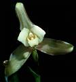 Lycaste dowiana * Eduardo Prez Garca * 764 x 817 * (57KB)