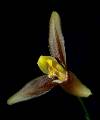 Lycaste lasioglossa * Eduardo Prez Garca * 2076 x 2502 * (99KB)
