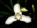 Lycaste skinneri f. alba * Rodrigo Remolina 
 * 983 x 734 * (93KB)