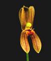 Marmolyca ringens * Omar Eduardo Rocha * 426 x 504 * (21KB)
