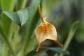 Masdevallia floribunda 1 * Diederick Antoni * 800 x 539 * (70KB)