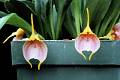 Masdevallia tuerckheimii * Diederick Antoni * 1000 x 667 * (119KB)