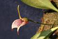 Masdevallia tuerkheimii * 
Rodrigo Remolina  * 922 x 612 * (130KB)