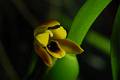 Maxillaria aff. variabilis * Maxillaria  variabilis 
  Nombre comn: No conocido. 
  Caractersticas distintivas: Planta mediana, de unos 20 cm de alto, aunque forma con el tiempo matas muy grandes. Pseudobulbos ovoides, de unos 2 cm de alto, unidos por un rizoma largo que al cabo del tiempo hace que la planta cuelgue. Presenta una hoja nica, flexible, verde brillante, e inflorescencias individuales en la base de los brotes ms recientes. Las flores son generalmente amarillas con una mancha de apariencia hmeda, de color rojo o vino en el interior del labelo. La variacin en el color de las flores y la estructura de las plantas hace pensar que se trata de varias especies distintas.  
  Hbitat: Bosques mesfilos y encinares hmedos.  
  Distribucin: Durango a Chiapas, Veracruz, Hidalgo, Puebla, Estado de Mxico y Morelos, Mxico; Guatemala a Panam. 
  Restricciones: Ninguna. 
  Cultivo: En macetas con fibra de Polypodium, corteza de pino o coco, que permita un adecuado drenaje. Riego dos a tres veces por semana, luz moderada (nunca sol directo), temperatura moderada, humedad ambiental moderada y fertilizante foliar muy diludo (1 cucharadita por 4 litros de agua) cada 15 das.  
  poca de floracin: Todo el ao. 
  
Rodrigo Remolina 
 * 983 x 653 * (119KB)