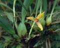 Maxillaria cucullata * Maxillaria cucullata 
  
Nombre comn: No conocido. 
  
Caractersticas distintivas: Planta epfita pequea, de unos 25 cm de alto, con pseudobulbos aplanados arrugados, hojas largas y arqueadas, con races finas e inflorescencias con flores solitarias que surgen del costado del pseudobulbo maduro ms reciente, en varios tonos de amarillo, naranja y rojo.  
  
Hbitat: Bosques mesfilos y de pino-encino. 
  
Distribucin: Veracruz, Puebla, Oaxaca y Chiapas.  
  
Cultivo: En macetas con fibra de Polypodium, corteza de pino o coco, que permita un adecuado drenaje. Riego dos a tres veces por semana, luz moderada (nunca sol directo), temperatura moderada, humedad ambiental moderada y fertilizante foliar muy diludo (1 cucharadita por 4 litros de agua) cada 15 das.  
  
poca de floracin: Primavera. 

Rodrigo Remolina
 * 455 x 359 * (28KB)