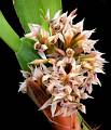 Maxillaria densa * Diederick Antoni * 856 x 1000 * (167KB)