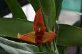 Maxillaria elatior * 
Diederick Antoni * 1000 x 667 * (85KB)