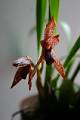 Maxillaria meleagris * Maxillaria meleagris 
  
Nombre comn: No conocido. 
  
Caractersticas distintivas: Planta pequea, epfita de unos 20 cm de alto, con pseudobulbos globosos, ligeramente aplanados, hojas muy delgadas y largas, y races abundantes y delgadas. Produce flores de unos 4 cm de largo, color crema con abundantes puntos rojos y labelo rojo muy obscuro.  
  
Hbitat: Bosques mesfilos. 
  
Distribucin: Guerrero, Oaxaca, Veracruz, Puebla y Chiapas, Mxico; Centroamrica hasta Panam.  
  
Restricciones: Planta escasa.  
  
Cultivo: En macetas con fibra de helecho Polypodium o corteza de pino o coco, que permita un adecuado drenaje. Riego tres veces por semana, luz moderada (nunca sol directo), temperatura moderada, humedad ambiental alta y fertilizante foliar muy diludo (1 cucharadita por 4 litros de agua) cada 15 das.  
  
poca de floracin: Primavera. 

Rodrigo Remolina
 * 619 x 929 * (71KB)