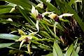 Maxillaria soconuscana * Eduardo Prez Garca * 945 x 628 * (771KB)