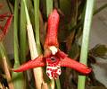 Maxillaria tenuifolia * Jaime Ramrez * 852 x 702 * (121KB)