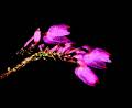 Domingoa purpurea * Carlos Higashida Hirose * 989 x 811 * (309KB)