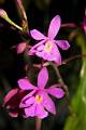 Epidendrum macdougallii * 
  Rodrigo Remolina * 663 x 999 * (844KB)