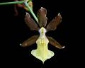 Oncidium brachyandrum * 
Diederick Antoni * 1000 x 800 * (186KB)