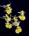Oncidium geertianum * Diederick Antoni * 405 x 493 * (27KB)