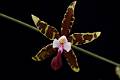Oncidium hastatum * 
Diederick Antoni * 1000 x 667 * (170KB)