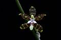 Oncidium hintonii * 
Diederick Antoni * 1000 x 667 * (136KB)