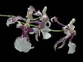 Oncidium incurvum * Diederick Antoni * 800 x 603 * (96KB)