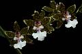 Oncidium leucochilum * 
Diederick Antoni * 1000 x 667 * (235KB)