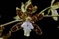 Oncidium maculatum * Diederick Antoni * 800 x 533 * (101KB)