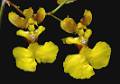Oncidium oblongatum * Eduardo Prez Garca * 534 x 376 * (179KB)
