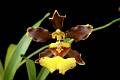 Oncidium oliganthum * Diederick Antoni * 800 x 533 * (91KB)
