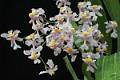 Oncidium ornithorhynchum * Diederick Antoni * 600 x 400 * (54KB)
