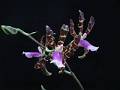 Oncidium reichenheimii * Diederick Antoni * 800 x 600 * (53KB)